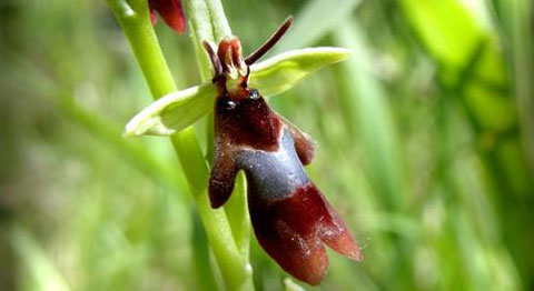 Monte Rufeno - Orchidea Selvatica Ofrys insectifera