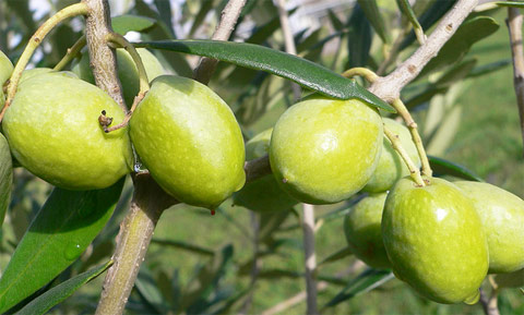 Le eccellenti olive per produrre l'olio extravergine di Oliva di Vetralla